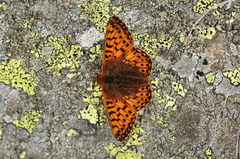 Boloria