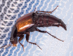 Tachinus fimbriatus