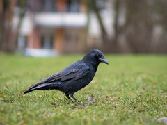 Corvus corone