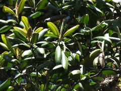 Magnolia hondurensis