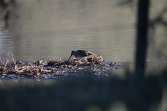 Gallinago paraguaiae
