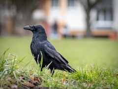 Corvus corone