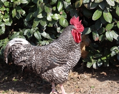 Gallus gallus domesticus
