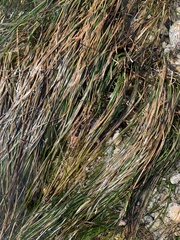 Phyllospadix scouleri