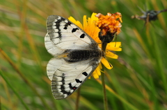 Parnassius phoebus