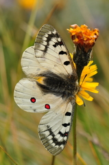 Parnassius phoebus