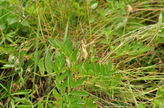 Astragalus frigidus