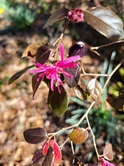 Loropetalum chinense
