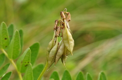 Astragalus frigidus