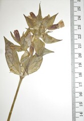 Silene dioica