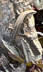 Trachylepis quinquetaeniata