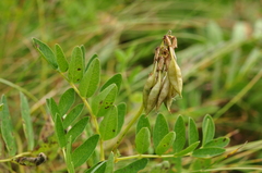 Astragalus frigidus