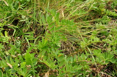 Astragalus frigidus
