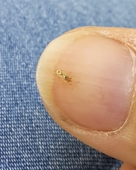 Thaumastocoris peregrinus