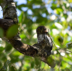 Glaucidium