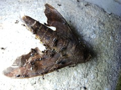 Crematogaster ashmeadi