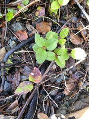 Cameraria gaultheriella