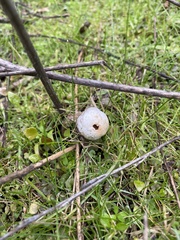 Tulostoma brumale