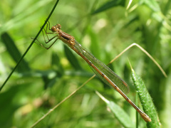 Lestes rectangularis