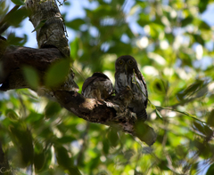 Glaucidium