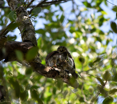 Glaucidium