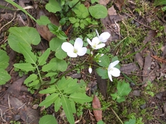 Cardamine