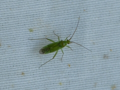 Blepharidopterus angulatus