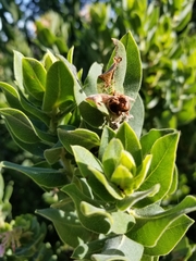 Arctostaphylos crustacea