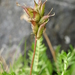 Oxytropis campestris tiroliensis - Photo (c) Christian Gilli, some rights reserved (CC BY-NC), uploaded by Christian Gilli