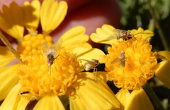 Phthiriinae