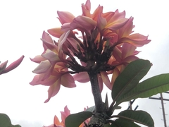 Plumeria rubra