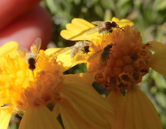 Phthiriinae