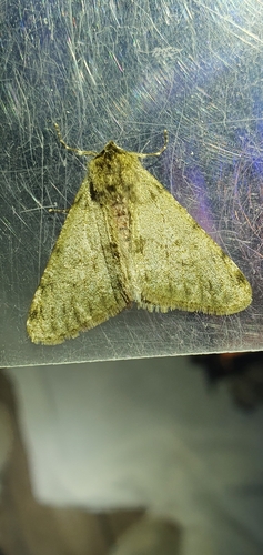 Phigalia pilosaria