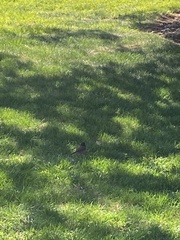 Junco
