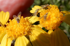 Phthiriinae
