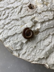 Parajulidae