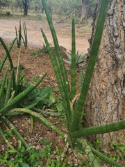 Sansevieria pearsonii