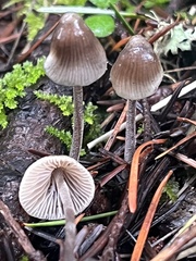Mycena amicta