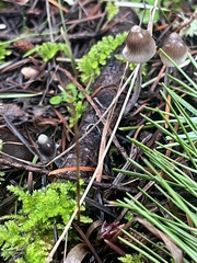 Mycena amicta