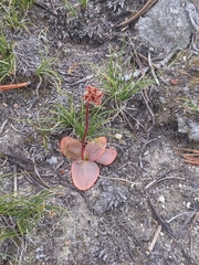 Micranthes aprica