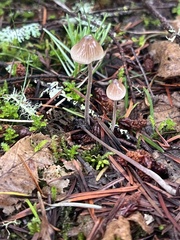 Mycena amicta