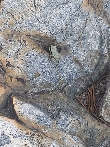 iNaturalist observation photo of Pacific chorus frog