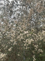 Ceanothus crassifolius