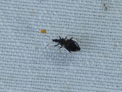 Temnostethus gracilis