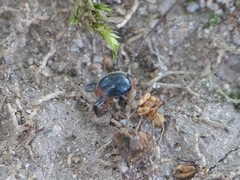 Scymnus ferrugatus