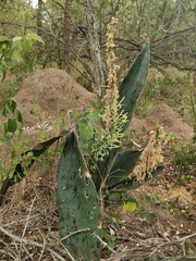 Sansevieria aethiopica