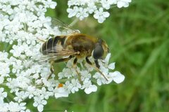 Eristalis nemorum