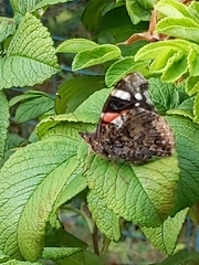 Vanessa atalanta