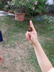 Vanessa atalanta