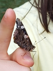 Vanessa atalanta
